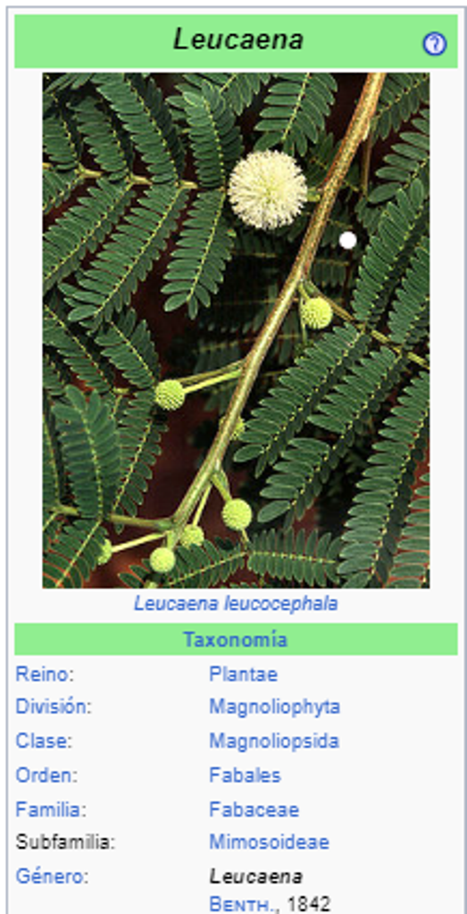 Leucaena 